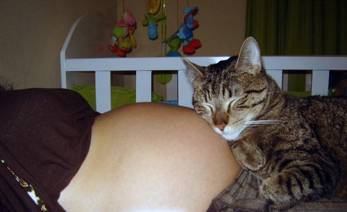 Animales y embarazo