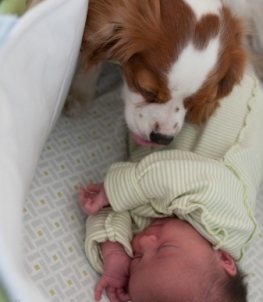 Consejos para tener una mascota y un bebé recién nacido en casa