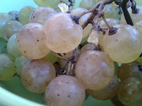 Las doce uvas de Nochevieja