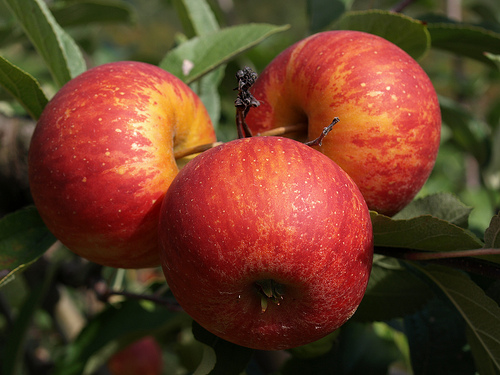 Manzanas para reducir el colesterol