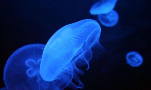 ¿Qué hay que hacer si a nuestro hijo le pica una medusa?